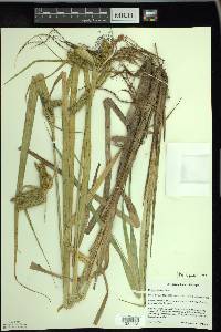 Carex comosa image