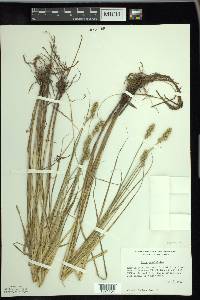 Carex cristatella image