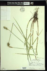 Carex cumulata image
