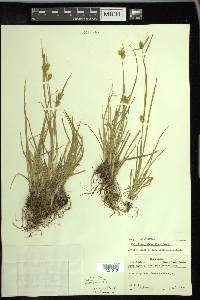 Carex cryptolepis image