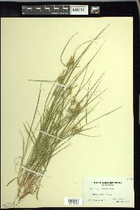 Carex cryptolepis image