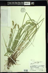 Carex cristatella image