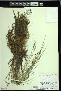 Carex diandra image