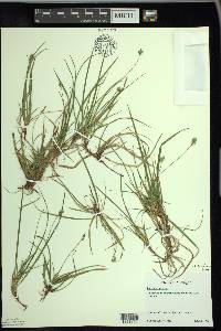 Carex concinna image