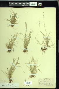 Carex disperma image