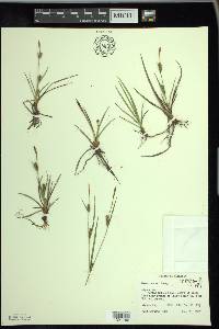 Carex crawei image