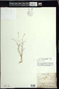 Carex disperma image