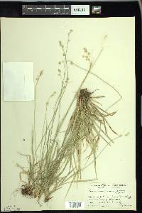 Carex deweyana image