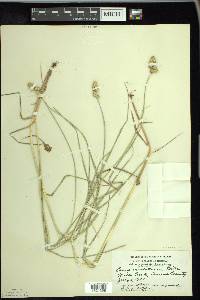 Carex cristatella image