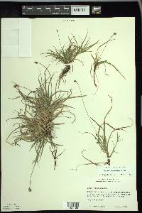 Carex concinna image