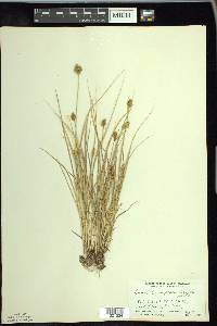 Carex crawfordii image