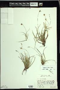 Carex concinna image