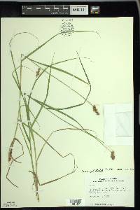 Carex cristatella image