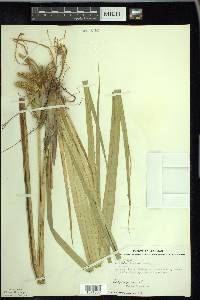 Carex comosa image