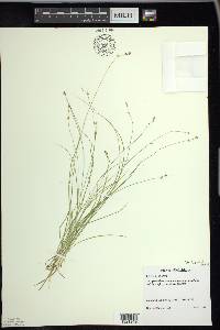 Carex disperma image