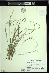 Carex conoidea image