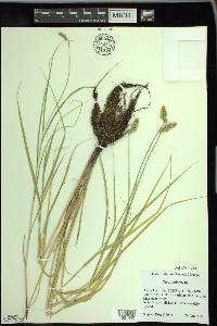 Carex cristatella image