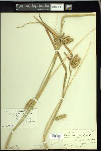 Carex comosa image