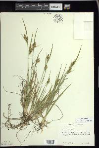 Carex garberi image