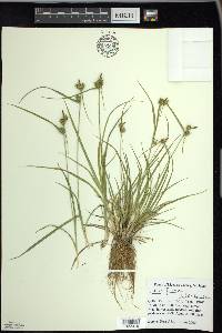 Carex flava image