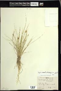 Carex echinata image