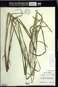 Carex gynandra image