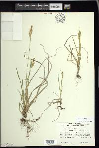 Carex garberi image