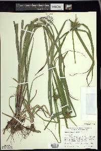 Carex grayi image