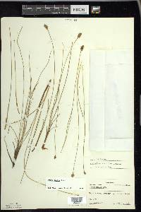 Carex exilis image