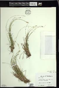 Carex echinata image