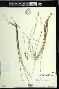 Carex exilis image