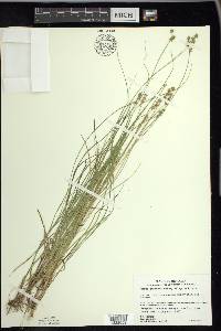 Carex echinata image