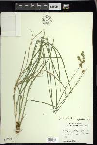 Carex foenea image