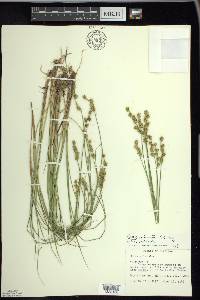 Carex echinata image