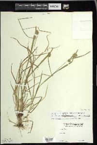 Carex flava image