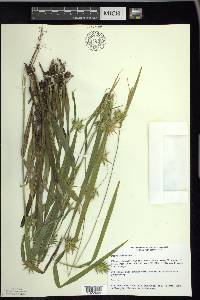 Carex folliculata image