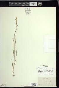 Carex foenea image