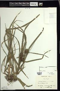 Carex grayi image