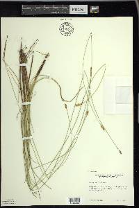 Carex exilis image