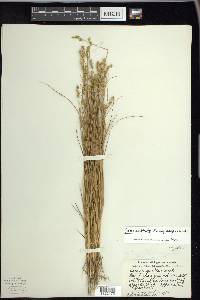 Carex echinata image