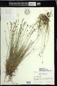 Carex eburnea image