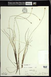 Carex exilis image