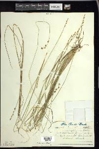 Carex echinata image