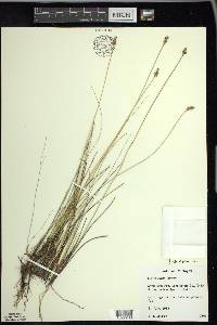 Carex exilis image