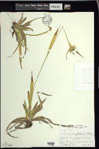 Carex folliculata image