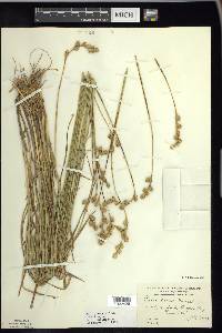 Carex foenea image