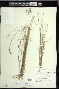 Carex echinata image