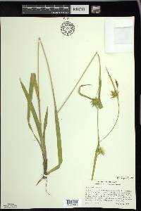 Carex folliculata image