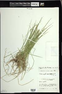 Carex echinata image