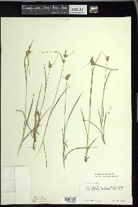 Carex flava image